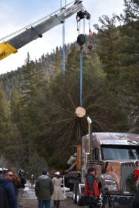 U.S. Capitol Tree Cutting